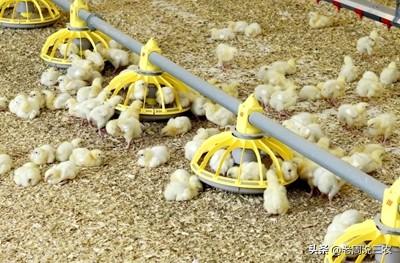 土杂鸡球虫的防止:防止鸡球虫的最佳方法 农村的鸡生病用什么土方法治？有哪几种？