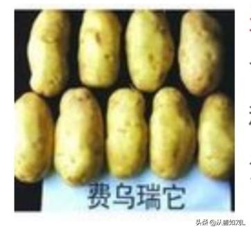 德国bunny草本兔粮官网:农村种植的土豆退化现象越来越严重，有什么好办法可防止退化？