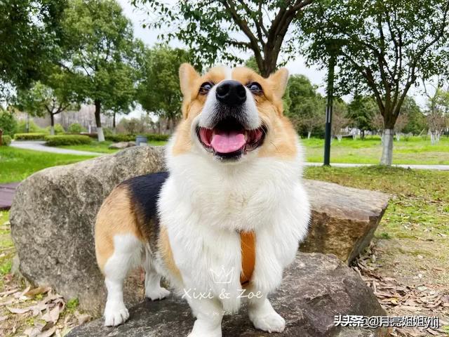 比格犬视频:养狗过程中，你觉得宠主容易因为哪些原因中途放弃养狗，为什么？
