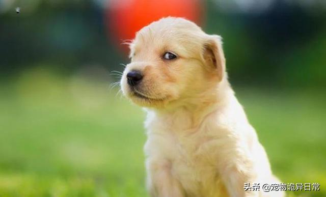 狗狗为什么喜欢互相闻屁股:金毛犬为什么看见其他狗趴在地上，闻它屁股？