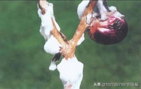 果实软腐病:猕猴桃果实软腐病 辣椒脐腐病是什么原因造成的？如何防治？