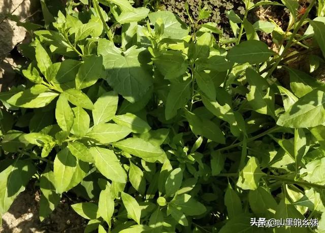 枸杞树图片:枸杞树怎么移植？多长树龄的枸杞树移植最好？