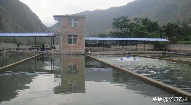 鲶鱼吃什么长得最快:鲶鱼喜欢吃什么 野钓钓鲶鱼，用什么饵料效果最好？什么时候钓鲶鱼最佳？