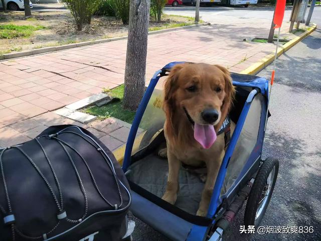 上海申生宠物医院贵吗:我花了三千多块钱给捡到的小土狗治病值得吗？