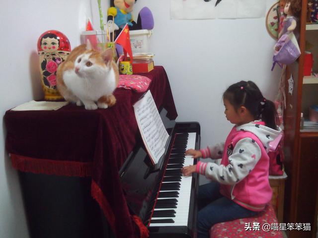 会弹琴的小猫咪图片:小猫咪自己一个人在家久了会孤独吗？