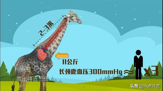 蛇蜻蜓:蜻蜓生活在高氧环境下，能不能长成史前蜻蜓那么巨大？