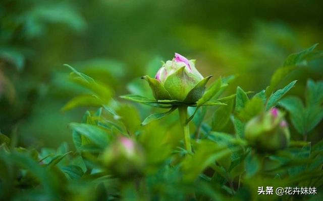 头条问答 春天牡丹花怎么施肥 7个回答