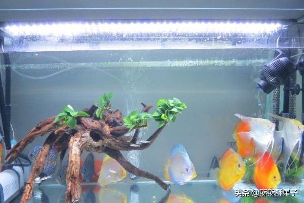 七彩鱼怎么养:七彩神仙鱼，真的需要每天换水吗？定期做检疫吗？怎样才能养好？