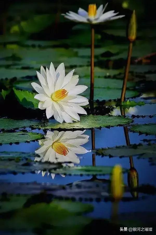 头条问答 - 荷花的寓意是真,善,美,象征圣洁的人品,能分享一下你拍的
