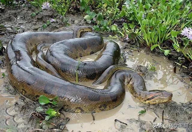四川发现一条罕见巨蟒，大蟒蛇是如何生吞人的难道人跑不掉吗