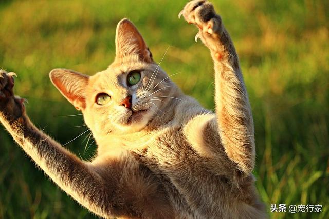 冀师傅天然猫粮怎么样:淘宝上那些很便宜的猫粮靠不靠谱？ 冀师傅猫粮品质怎么样