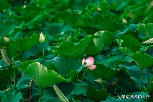 贾金金:或曰，荷叶何田田。田田是什么意思