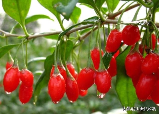 枸杞树图片:枸杞树怎么移植？多长树龄的枸杞树移植最好？