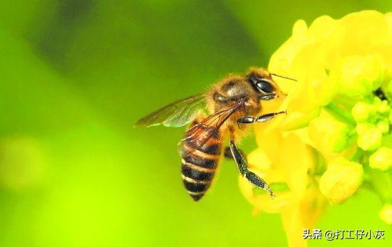 关于蜜蜂的知识有哪些简单:怎样养殖蜜蜂，蜜蜂养殖技术及蜜蜂养殖方法？