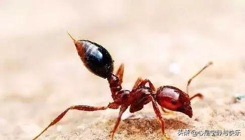 红火蚁有多厉害，红火蚁大家知道吗？我们该如何做好红火蚁防控及被咬伤后怎么办？