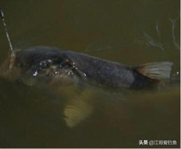 通心粉鼠对温度的要求:抛海竿为什么线总是绷不直？