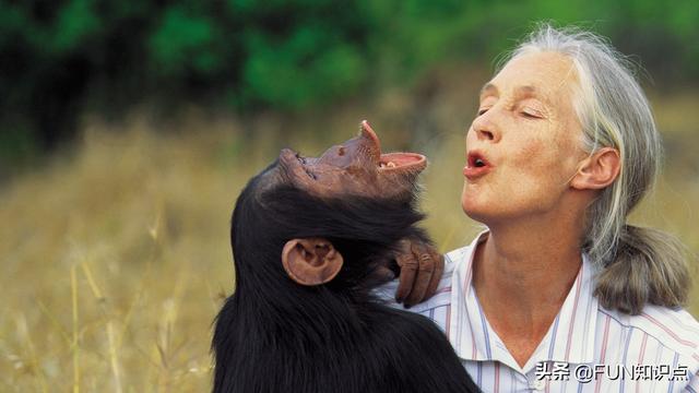 印尼红毛猩猩卖滔视频:马来西亚的红毛猩猩，吃哪些食物呢？