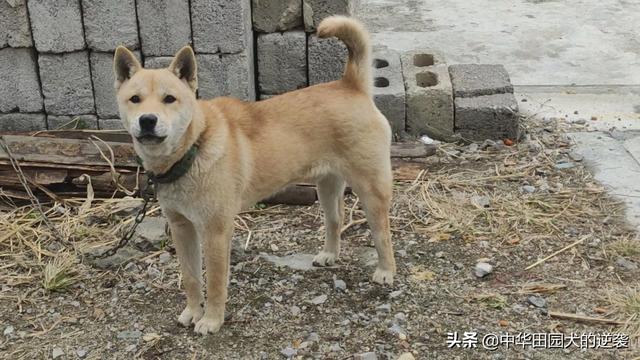 中华田园犬图片:中华田园犬图片 幼犬 如果有机会，你会养一只中华田园犬吗？