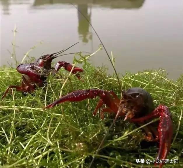 水草能在火山石生长么?:水草可以提高小龙虾生长品质吗？