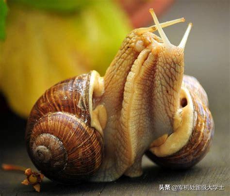 非洲巨蜗牛:蜗牛属于爬行动物还是属于软体动物为什么