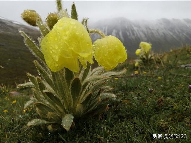 头条问答 格桑花是什么花有什么用 12个回答