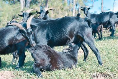 狗的生活习性和特点:山羊有哪些生活习性？怎样利用这些习性养好山羊？