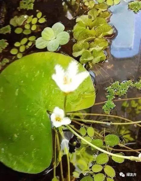 一叶莲用什么土养？