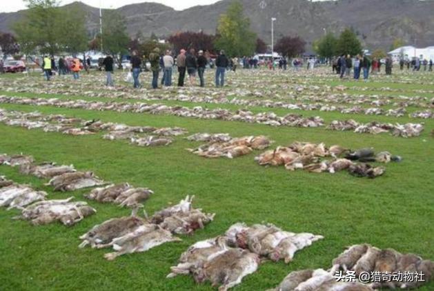 10只兔子恐怖照片，澳大利亚兔子泛滥成灾，为何不引入猫科中最爱吃兔子的猞猁