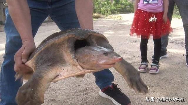 黄河里有大型生物吗，佛罗里达鳖在我国多省出现，黄河或已“失守”会不会泛滥成灾