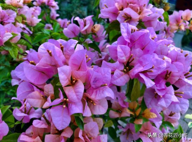 三角梅懒花怎么养才能开花？