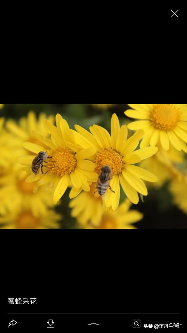 头条问答 蜜蜂最喜欢吃什么东西 为什么 小蒋生活日记的回答 0赞
