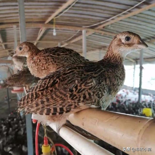 广西黑豚鼠养殖:农村特种养殖需要注意哪些问题？搞特种养殖是否可行？