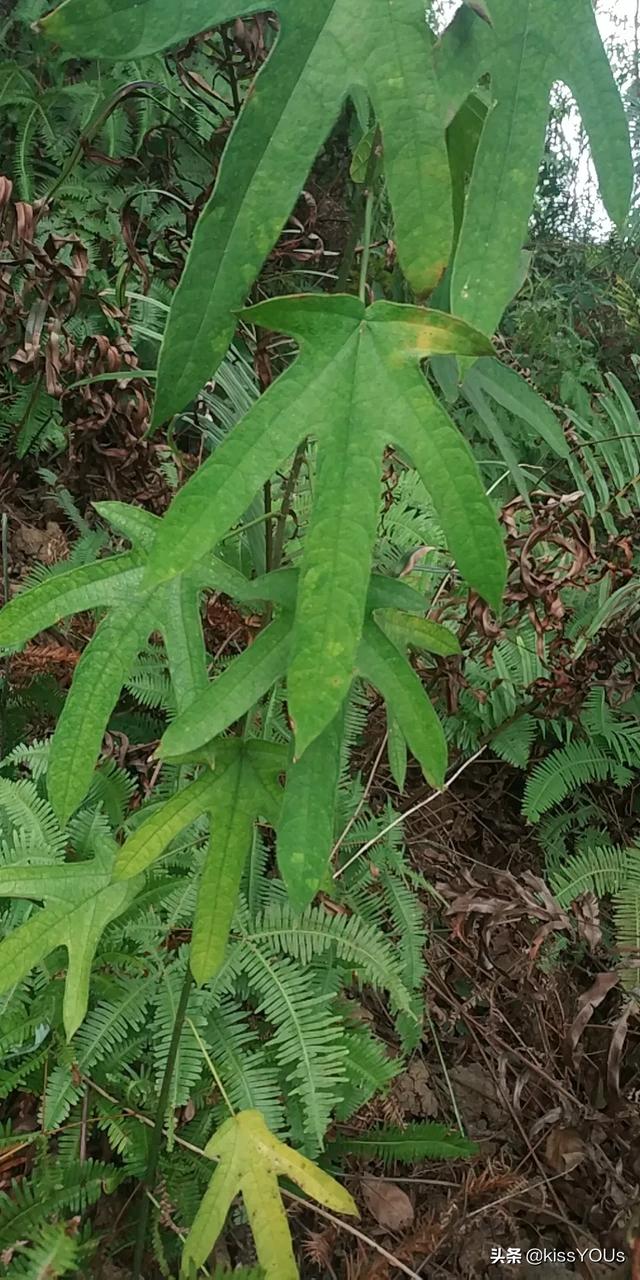 五指毛桃,小叶好还是大叶好?