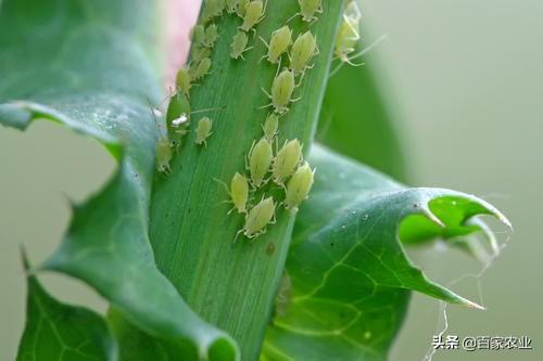 牙虫长什么样，蚜虫的危害有哪些？怎么防治？