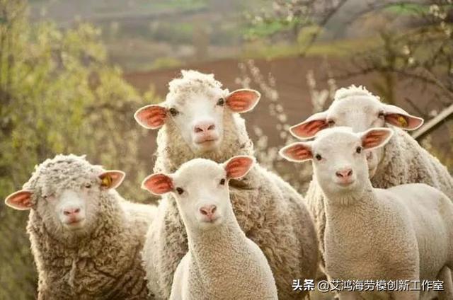 为什么杀羊羊不反抗？