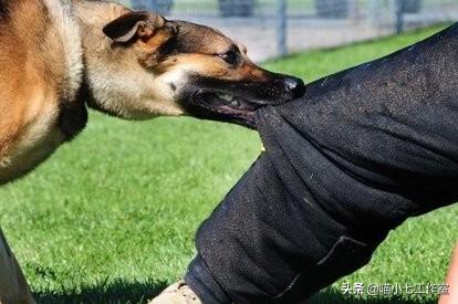 狗狂犬病发作能活几天:狗为什么会得狂犬病？是从那来的？