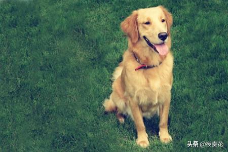 拉布拉多犬和金毛的区别:如何分辨金毛和拉布拉多？ 拉布拉多犬和金毛哪个更适合家养