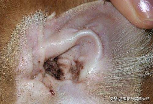 短毛波斯猫流黄眼泪:猫总是有眼泪，眼角黄黄的，是怎么回事？