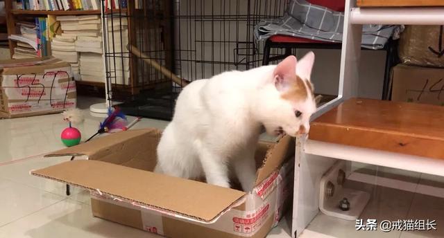 闷猫:猫喜欢吃塑料，该怎么办？