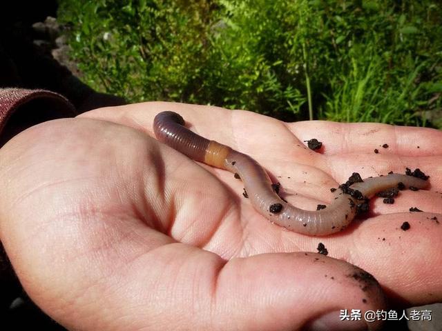 魚平時沒見過蚯蚓為什麼釣魚時都會用蚯蚓作誘餌呢