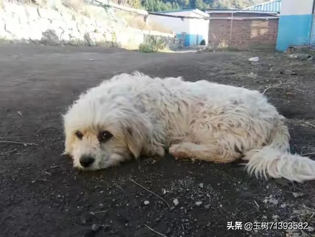 宠物可蒙犬糖糖:养狗人的心酸，你有过吗？