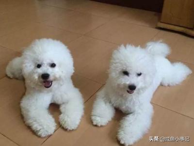 比熊狗狗拉肚子呕吐:我家狗狗经常呕吐拉稀，狗狗肠胃不好有哪些原因？