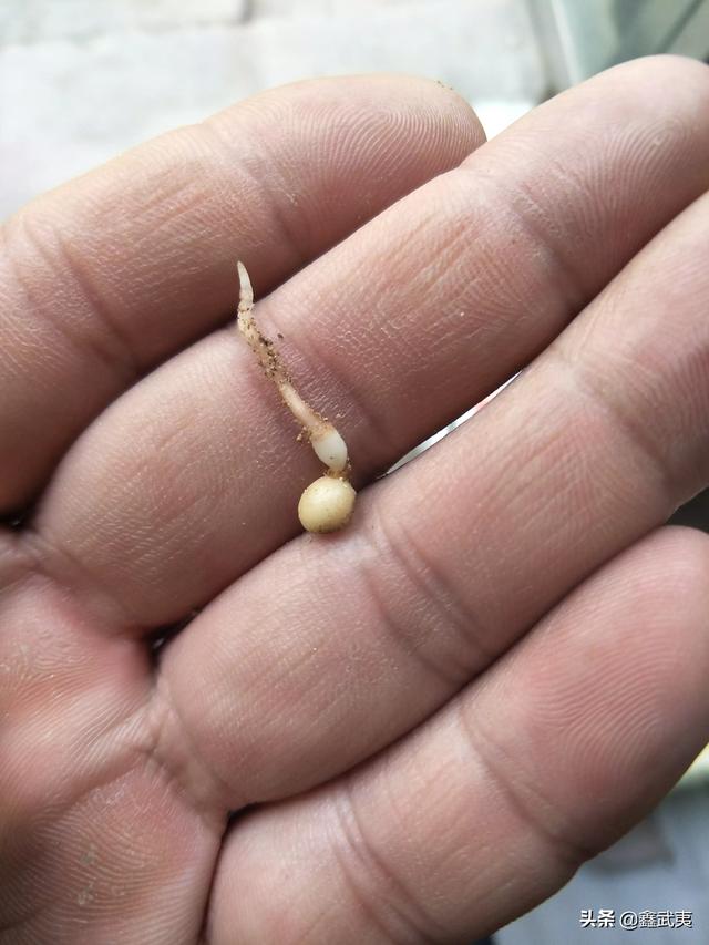 褚时健:褚时健在种植、农业管理上有什么独特的地方？
