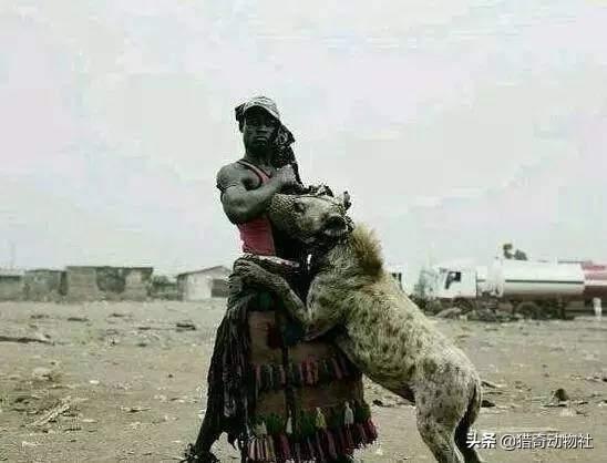 警犬品种:鬣狗为什么不培养做警犬？