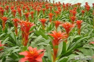 水塔花怎么饲养:水塔花能在水中培养吗？该怎么养？