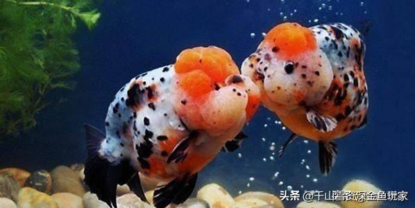 锦鲤 鱼缸尺寸:60的上循环带盖鱼缸，养7条15CM的锦鲤，挤不挤？