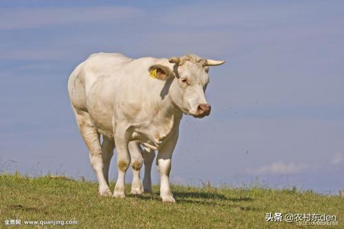 米格鲁缺点:西门塔尔、夏洛莱、利木赞哪种牛产肉率高？