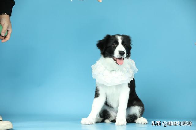 拉布拉多幼犬喂养食量:刚买回来满月的拉布拉多应该多长时间给它喂食？