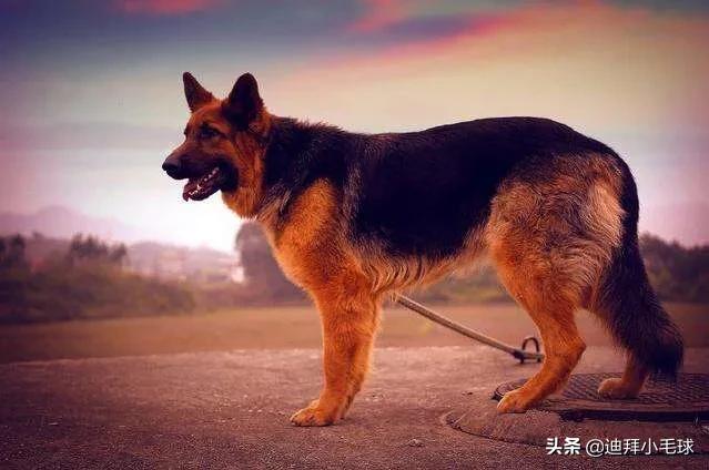 昆明犬和狼狗打架视频:德牧和昆明犬哪个体型更大？怎么喂养？