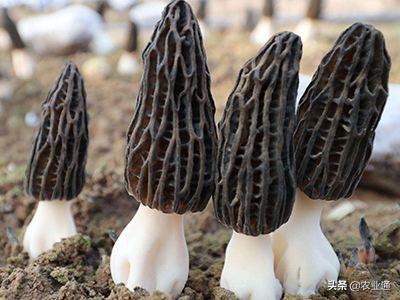 想种植羊肚菌,销路跟行情怎么样？求分析？